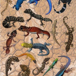 May include: A collection of colorful micro gecko illustrations on a textured background. The geckos vary in color, including blue, red, yellow, and brown, with detailed patterns. The image includes the text "Micro Geckos of the World" and "biotopestudios.com".