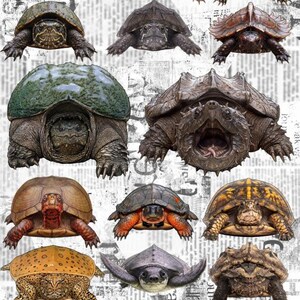 Turtle Stickers Part II - Snapping, Map, Box, Wood, and Musk Turtles