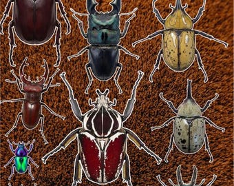 Beetle Sticker Pack - Rhino, Stag, Flower, Hercules, Sun, Goliath, and Bess Insect Stickers