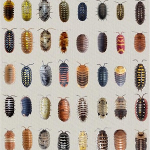 Puede incluir: Una colección de diversas especies de isópodos, incluyendo variedades Rubber Ducky, Dairy Cow y Zebra, sobre un fondo claro. La imagen muestra una amplia gama de colores y patrones. La dirección del sitio web www.biotopestudios.com está en la parte inferior.