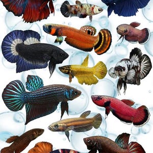 Könnte beinhalten: Eine Sammlung farbenfroher Betta-Fisch-Aufkleber. Die Aufkleber zeigen verschiedene Betta-Fische in Rot-, Blau-, Schwarz-, Orange- und Gelbtönen. Die Aufkleber tragen die Aufschrift "Modern & Wild Betta Fish Sticker Collection, Koi, Alien, Galaxy." Die Website www.biotopestudios.com ist ebenfalls sichtbar.
