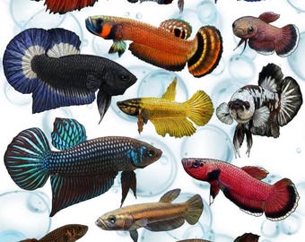 Hoja de pegatinas para peces Betta: Bettas salvajes y de lujo