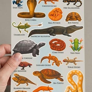 Puede incluir: Una hoja de pegatinas titulada The Ultimate Herpetology Guide: Reptile & Amphibian Sticker Sheet con ilustraciones de rana dardo, cobra real, gecko, salamandra, pitón, tortuga, camaleón, caimán, serpiente, axolote y dragón barbudo.