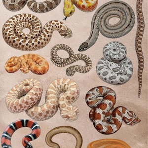 Puede incluir: Ilustraciones de varias serpientes de nariz de cerdo, que muestran diversos patrones y colores. Las serpientes se representan en posiciones enrolladas y estiradas, con marcas marrones, naranjas y negras. La imagen incluye el texto "Hognose Snake - Genus Heterodon.. Platirhinos, Nasicus, Simus."