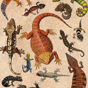 May include: Illustration of various lizards, including a leopard gecko, bearded dragon, and crested gecko, on a sandy background. The lizards are depicted in vibrant colors and patterns, showcasing their unique characteristics. The image includes the text "Lizards - Bearded Dragon, Leopard Gecko, Crested Gecko" and "www.biotopestudios.com".