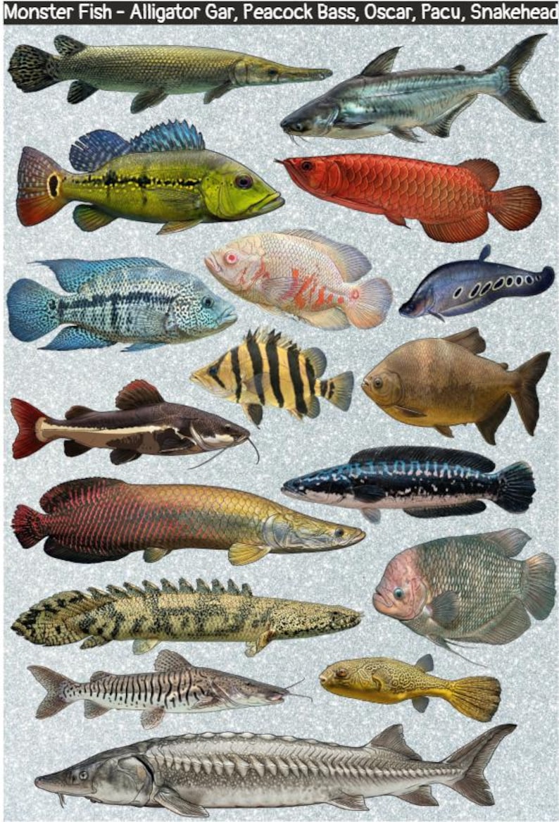 Monster Fish Stickers – Arapaima, Snakehead, Gar, Aquarist Vinyl Decals ...