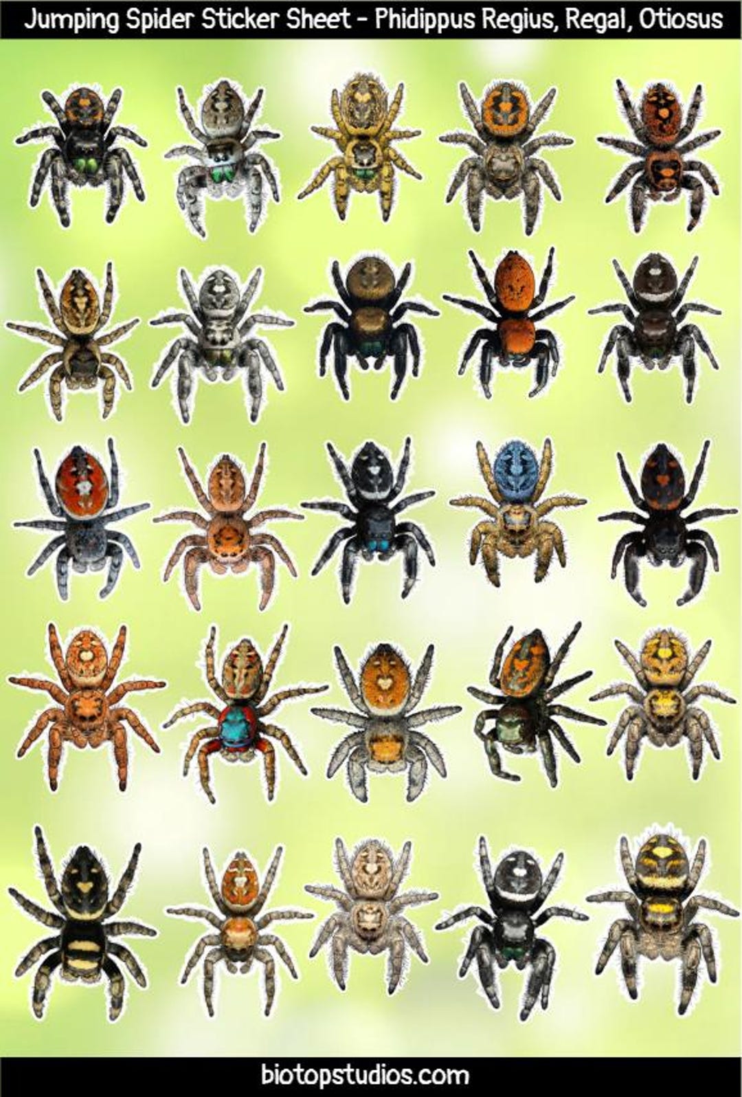 Simple Spider Sticker Jumping Spider Sticker Sheet - 25 Small Spider Decals - Etsy