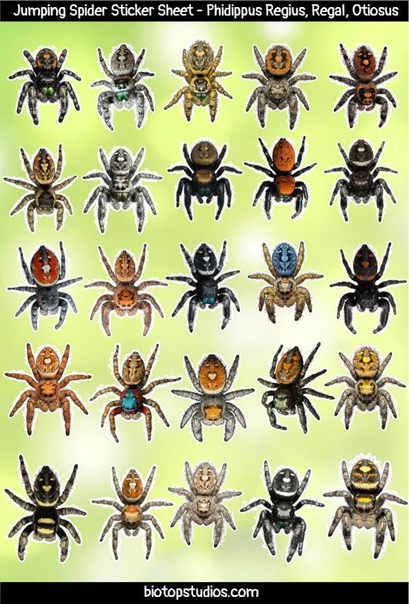 Sticker Spider Rectangular Jumping Spider Sticker Sheet - 25 Small Spider Decals - Etsy