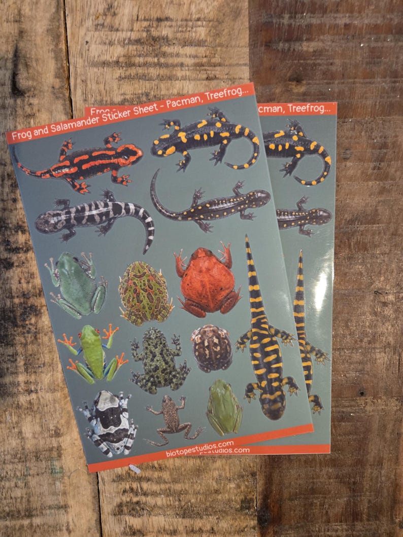 Frog and Salamander Sticker Sheet - Featuring 14 Amphibian Stickers - Etsy
