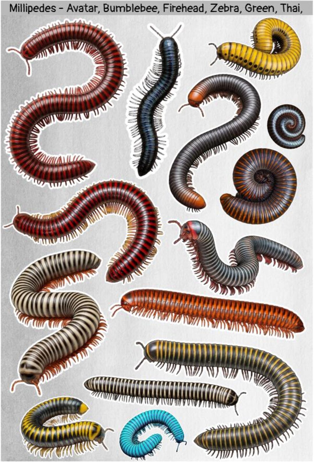 Insect Stickers - Millipedes: Bumblebee, Avatar, Siamese Glow, Thai ...