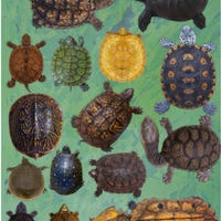 Panic Turtle! - Etsy