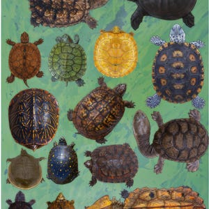 Turtle Stickers – Diverse Chelonian Species Illustration, Herpetology Decals