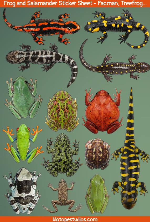 Frog and Salamander Sticker Sheet - Featuring 14 Amphibian Stickers - Etsy