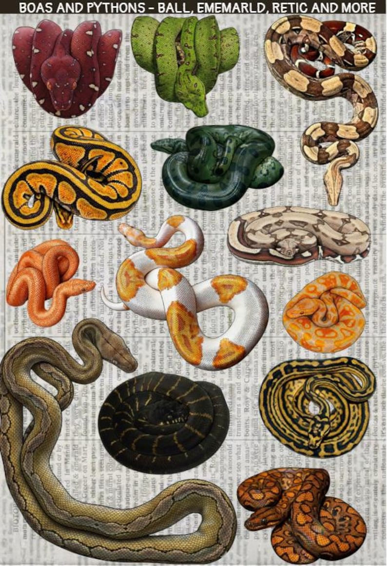 Printable Reticulated Python In Color Realistic Snake Sticker Sheet - Ball Python, Red Tail Boa, Reticulated ...