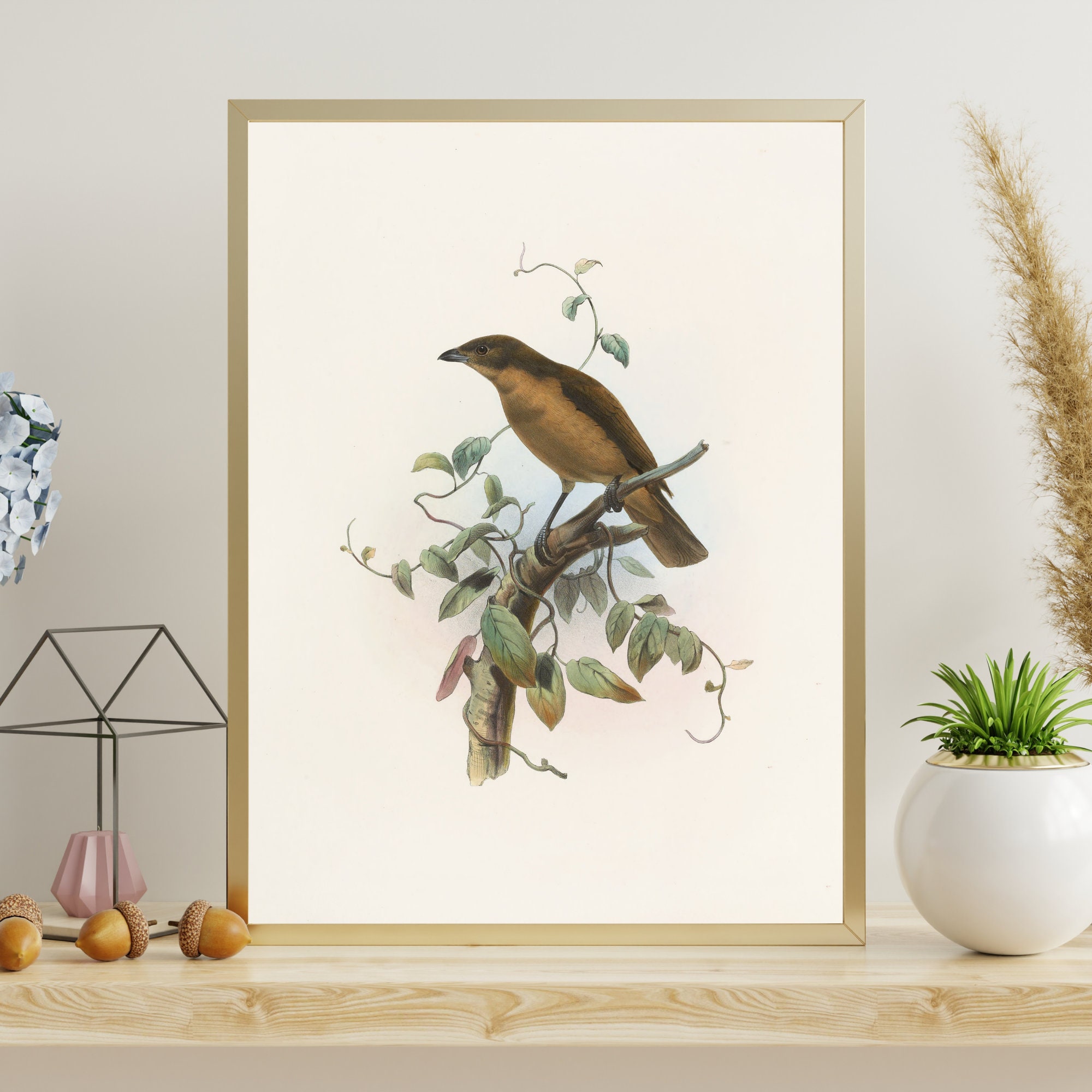 Vintage Bird Art Amblyornis Inornatus Bird Prints Vintage Bird Etsy