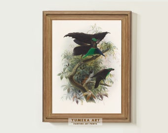 Vintage Bird Painting Lophorina Atra Bird Print Nature Wall Art Bedroom Neutral Wall Decor Nursery Decor Digital Art Home Decor Print | 237