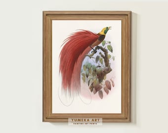 Vintage fågelkonsttryck Paradisea Raggiana fågel Vintage fågelmålning Neutral Galleriväggkonsttryck Kontorsväggdekor Digital konst Gåva | 231