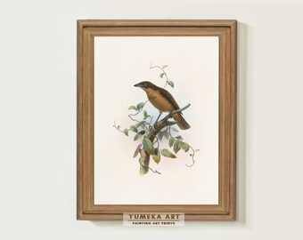 Vintage vogelkunst Amblyornis Inornatus vogel wordt afgedrukt vintage vogel schilderij antieke muur kunst neutrale kunstwerken decor kinderkamer digitale download | 247