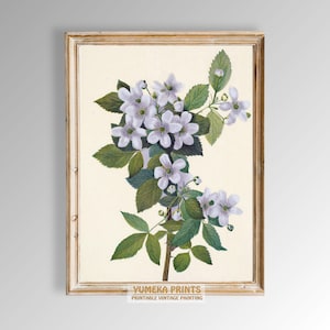 Highbush Blackberry Rubus argutus Botanical Art Print by Mary Vaux Walcott | Vintage Botanical Flower Painting | High Quality Download | Y29