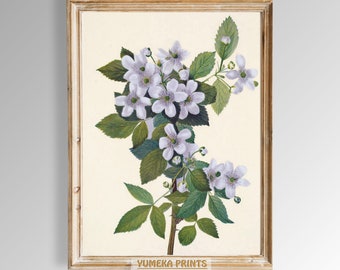 Highbush Blackberry by Mary Vaux Walcott Print Vintage Botanical Wall Art (Digital Download)