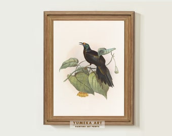 Vintage Bird Painting Paradigalla Carunculata Bird Prints Bird and Botanical Vintage Art Bird Lover Gift Nursery Decor Digital Art Print 233