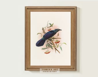 Vintage Bird Painting Art Print Manucodia Keraudreni Bird Painting Antique Bird Prints Farmhouse Wall Decor PRINTABLE Digital Download | 235