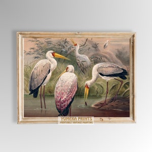 May include: A vintage illustration of four white birds with long beaks and yellow accents standing in a marsh. The birds are surrounded by green reeds and water. The illustration is framed in a light wood frame.