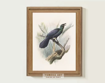 Vintage vogel schilderij Manucodia Atra vogel wordt afgedrukt Vintage vogel kunst afdrukbare minimalistische muur kunst afdrukbare INSTANT DOWNLOAD neutrale kunst | 234