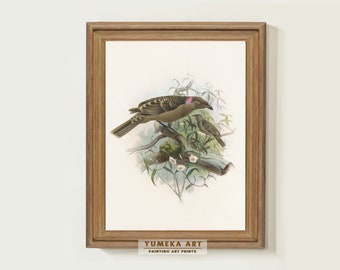 Vintage vogelkunst Chlamydodera nuchalis vogelafdrukken Vintage vogelschilderij neutraal kinderdagverblijf muur decor natuur poster digitale kunst geschenken | 245