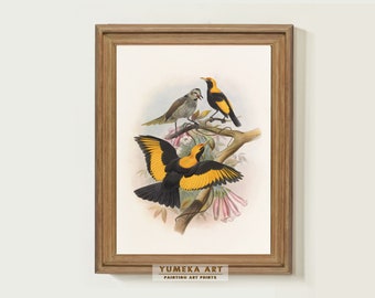 Vintage vogel print Vintage Sericulus Melinus vogel kinderkamer kunst meisjeskamer muur decor vogel Art Print land boerderij muur kunst afdrukbare | 207