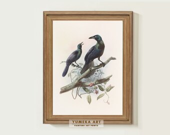 Vintage Bird Art Print Manucodia Chalybeus Bird Painting Print Bird Art on Canvas Nursery Wall Decor Bird Lover Gift Bird Print Wall Art|236