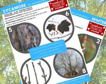 Sycamore Tree ID Guide in Winter