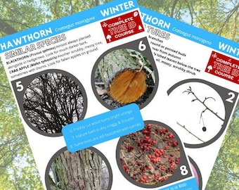Hawthorn ID Guide Winter