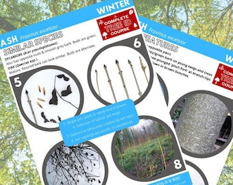 Ash Tree ID Guide - Winter