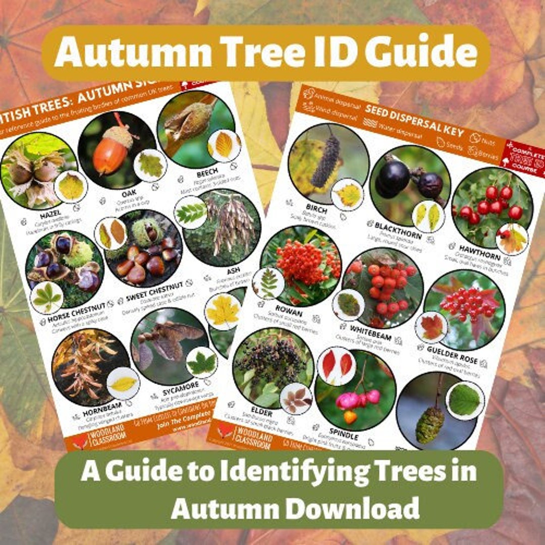 Autumn Tree ID Guide Etsy