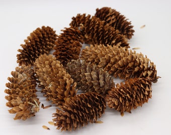 Sitka Spruce Cones for craft projects. Pine cones for seasonal crafts, christmas decorations, natural look, decorate home. 10 natural cones.