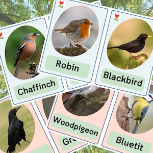 Cartes éclair British Birds. Cadeau pour les familles aimant la nature. Ressource d'apprentissage pour les oiseaux communs des jardins. Apprentissage de la faune dans la nature.