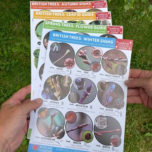 Folhas de identificação de árvores. Guias de árvores para as árvores nativas da Grã-Bretanha em todas as estações. Guias de referência para árvores. Id para arboristas.