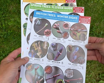 Tree Identification sheets. Tree guides for the native trees of Britain in all seasons. Reference guides for trees. Id for arborists.