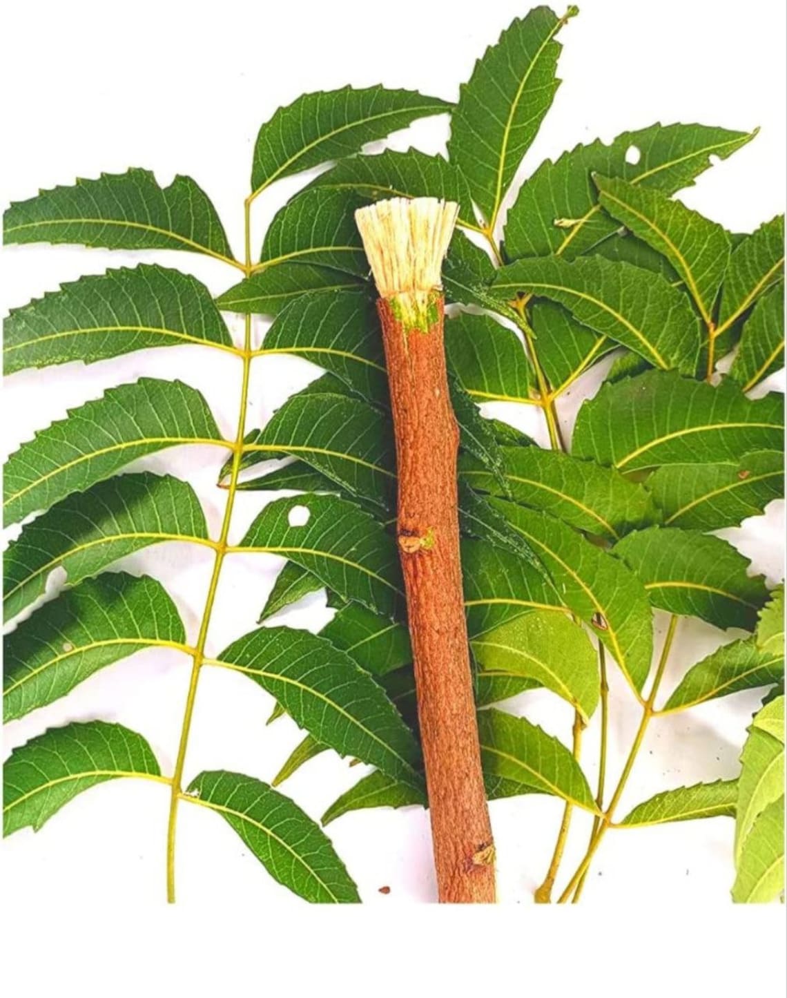 Neem Stick Neem Datun Chew Sticks for Oral Care 100 Natural Etsy