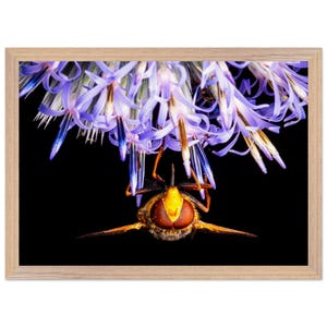 Puede incluir: Fotografía macro enmarcada de un sírfido colgando boca abajo debajo de flores moradas. El sírfido tiene ojos grandes de color marrón rojizo y un cuerpo amarillo y naranja. El fondo es negro y el marco es de madera clara.