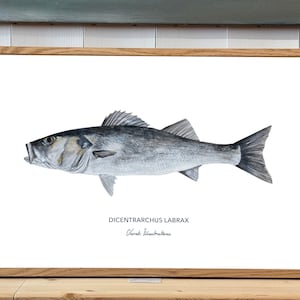Manifesto decorativo con pesca in riva al mare | Manifesto decorativo | Manifesto decorativo | Manifesto del pesce | Poster da parete di pesce Il branzino