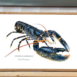 Seaside fishing decoration poster | Decorative poster | Decorative poster | Fish poster | Wall Art | Breton lobster poster