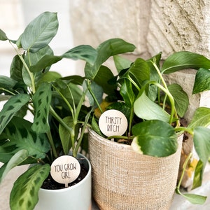 Plant Stakes, Plant Lady, Snarky Plant Stakes, Plants, Green Thumb, Crazy Plant Lady, Funny Plant Stakes