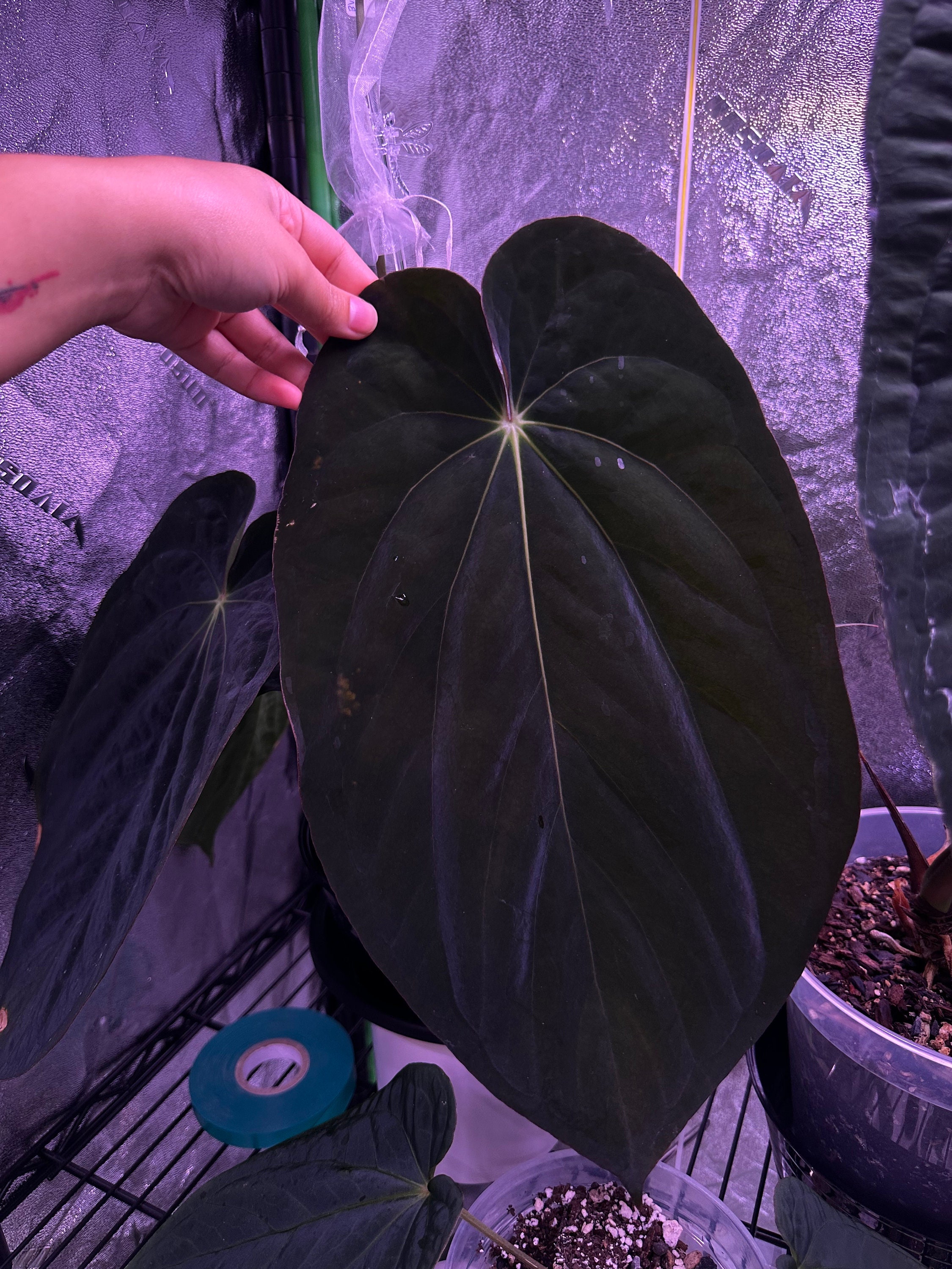 Anthurium BVEP / Antolakii X Self “round X Felix” (2 Seedlings