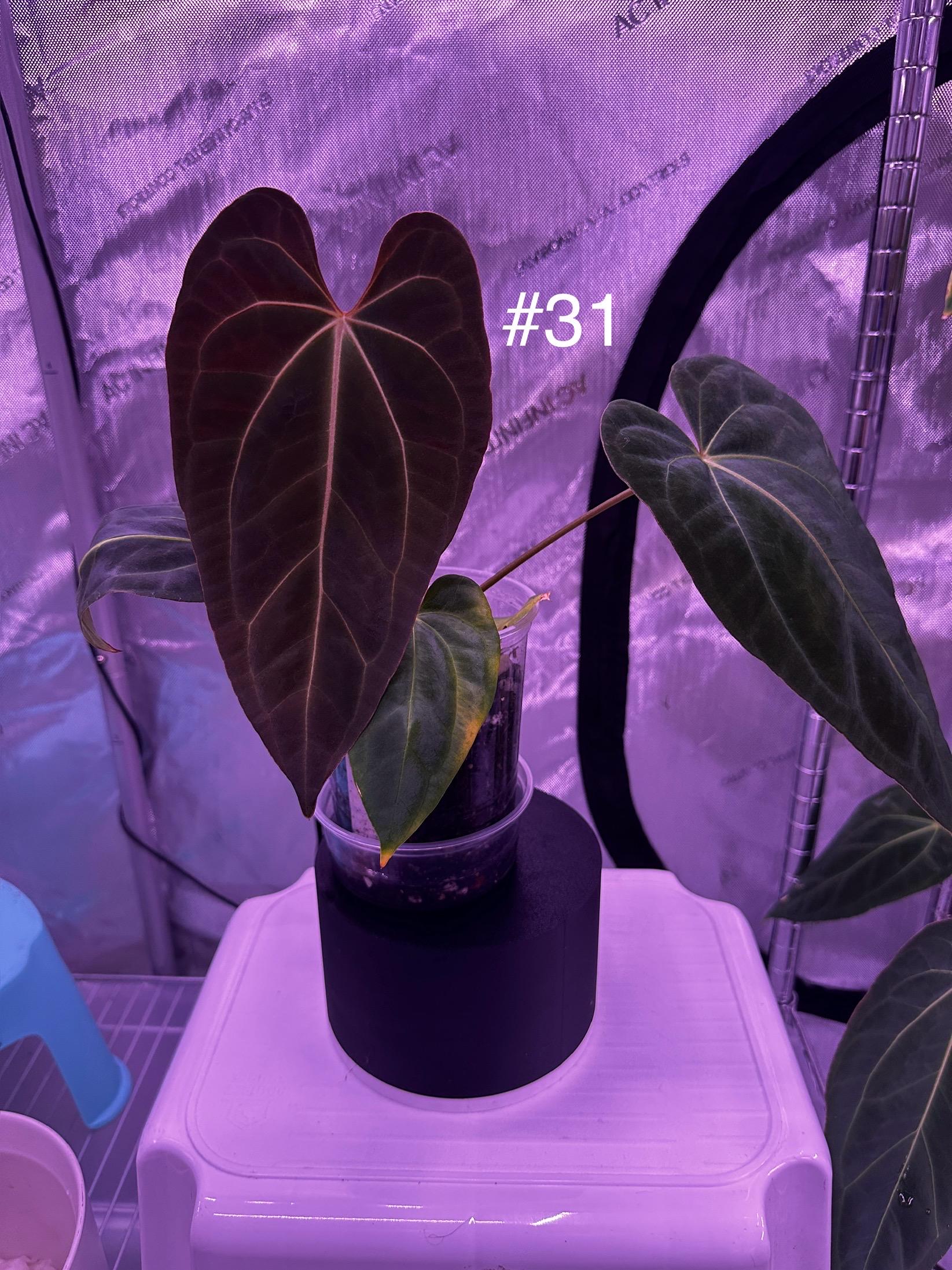 アンスリウム （AOS x Antolakii） x Portillae Anthurium ('AOS/ 'Tim's Black') x A. Portillae 'NSE Dewey