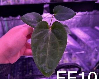 Anthurium (FSxRL) x Flat Besseae aff Seedling