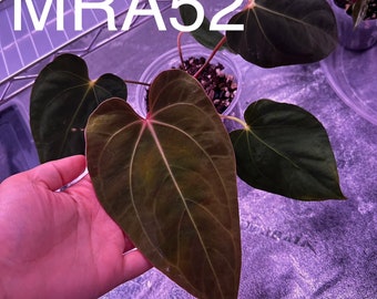 Anthurium NoID “Matthew” x Pap (RA5 x Self)