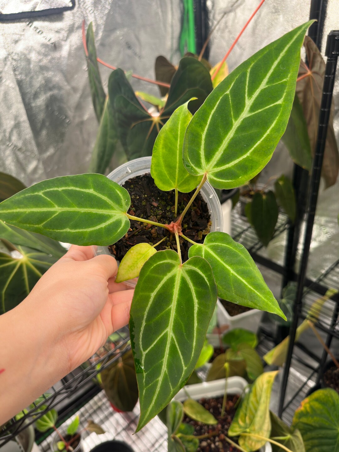 Anthurium Rioclarense Wild Hybrid X zara X Michelle Etsy