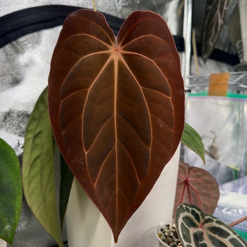 Anthurium Papillilaminum (RA5 X Self) X Self - Etsy
